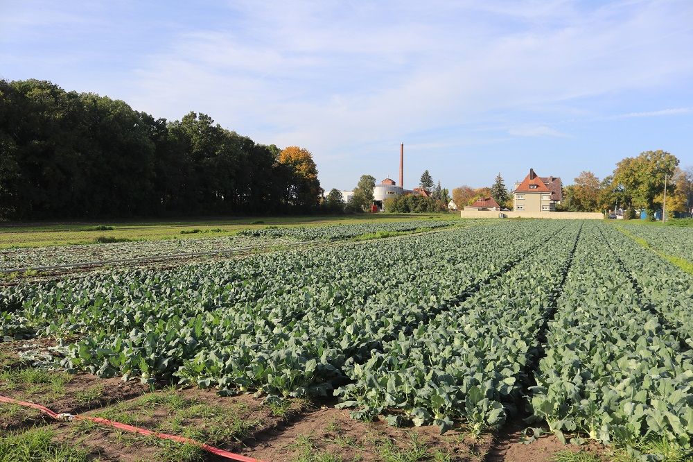 ehemalige Hefefabrik mit Wald und Feldern