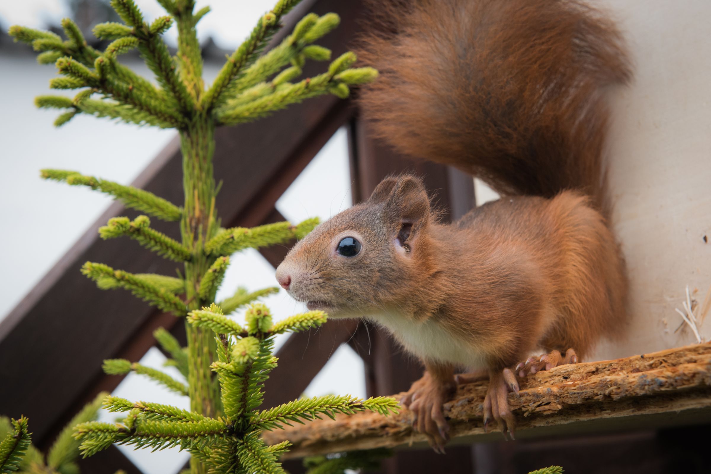 Eichhörnchen (Foto: Kerstin Ellersdorfer) Eichhörnchen