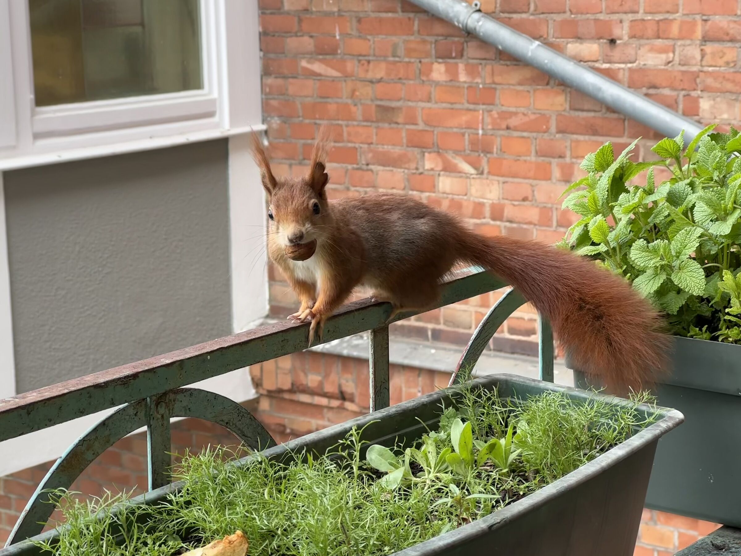 Eichhörnchen in der Stadt