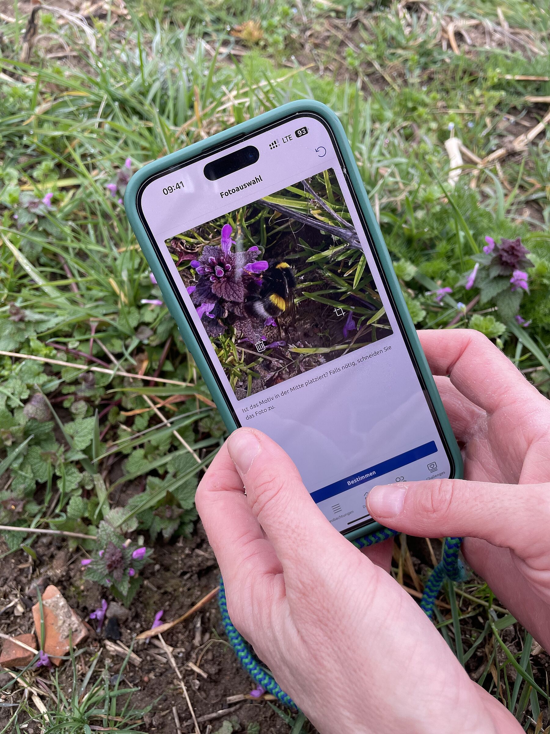 Foto Erdhummel Hummel-Challenge