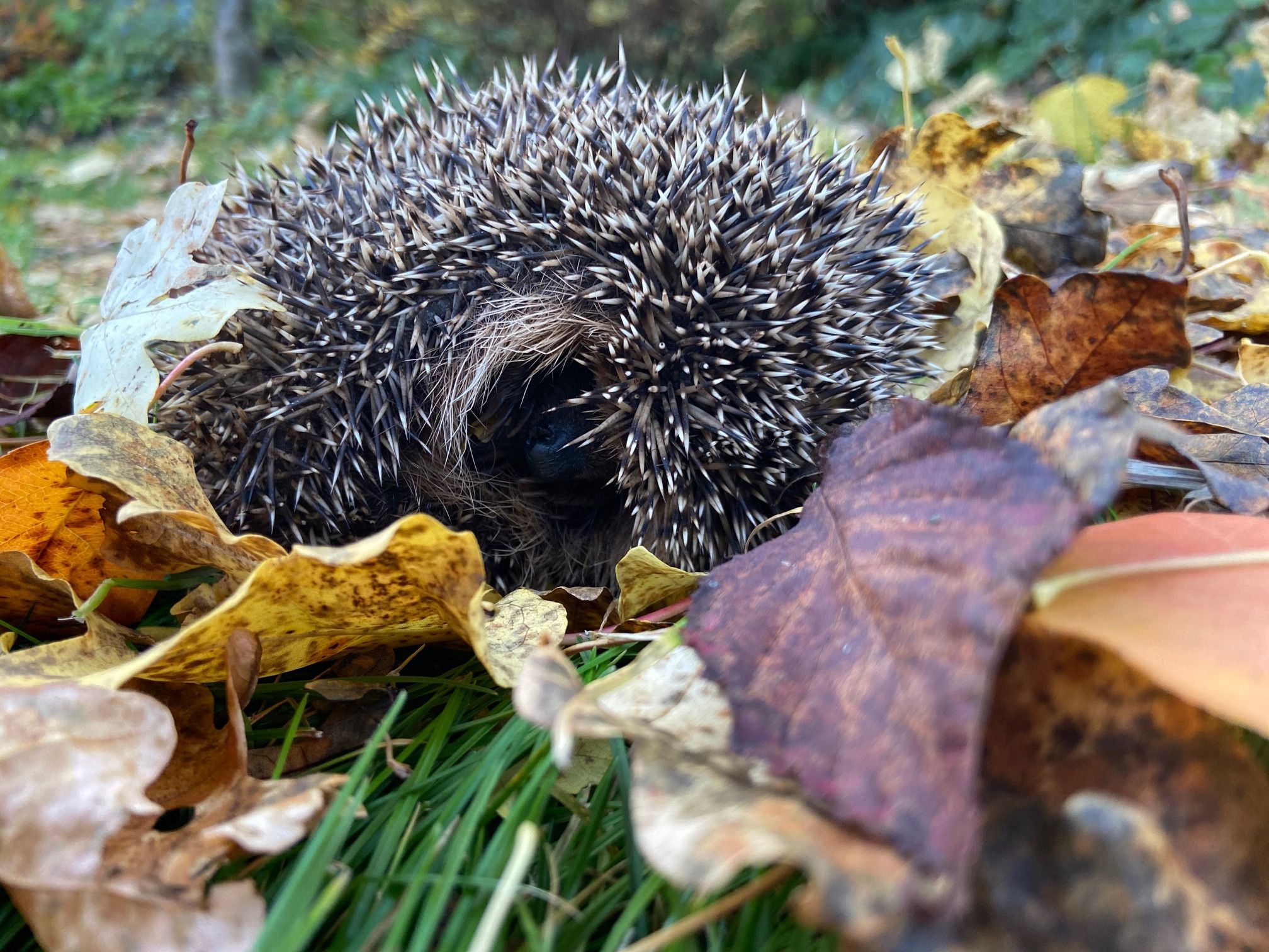 Igel im Laub