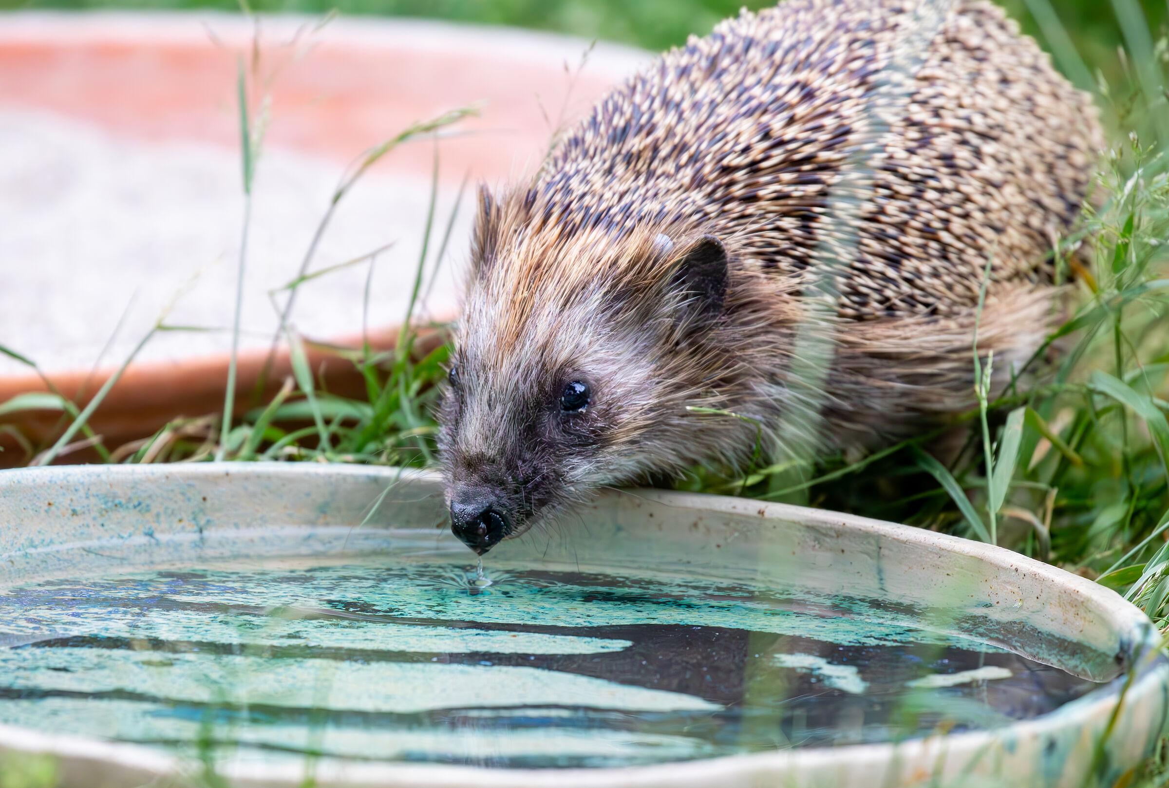 Igel an Wassertränke