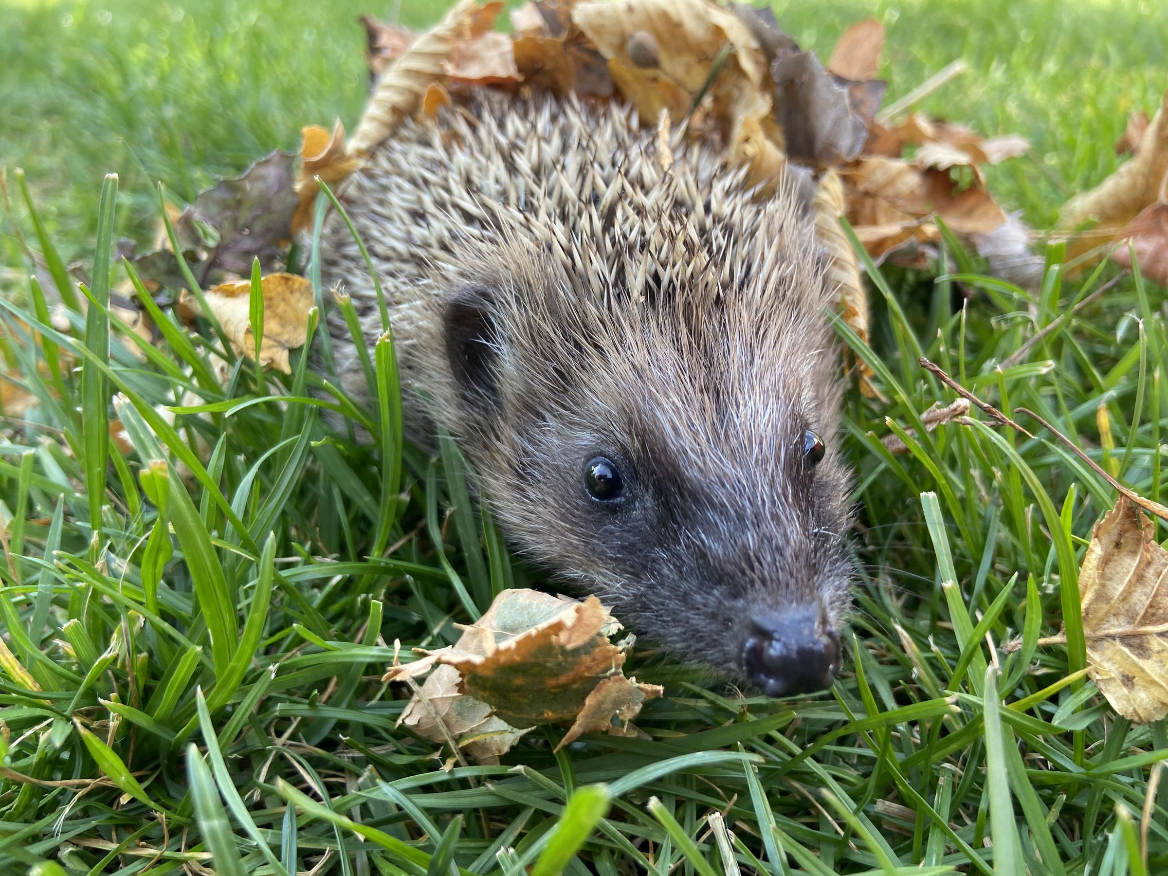 Jungigel im Garten