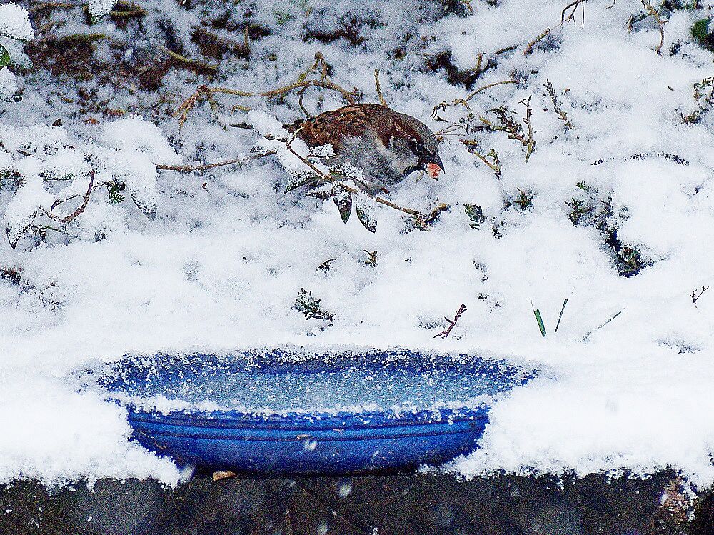 Hausspatz an Wasserschale