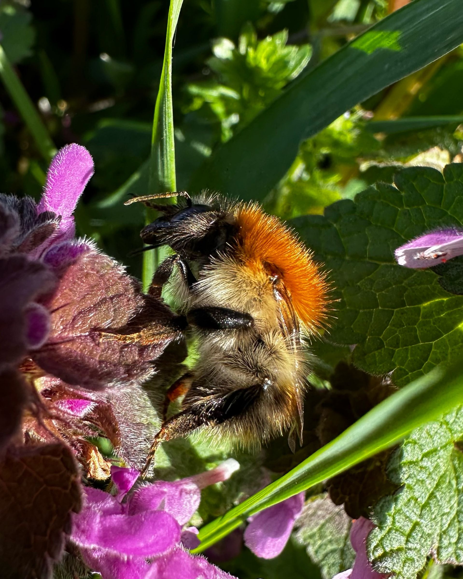 Ackerhummel