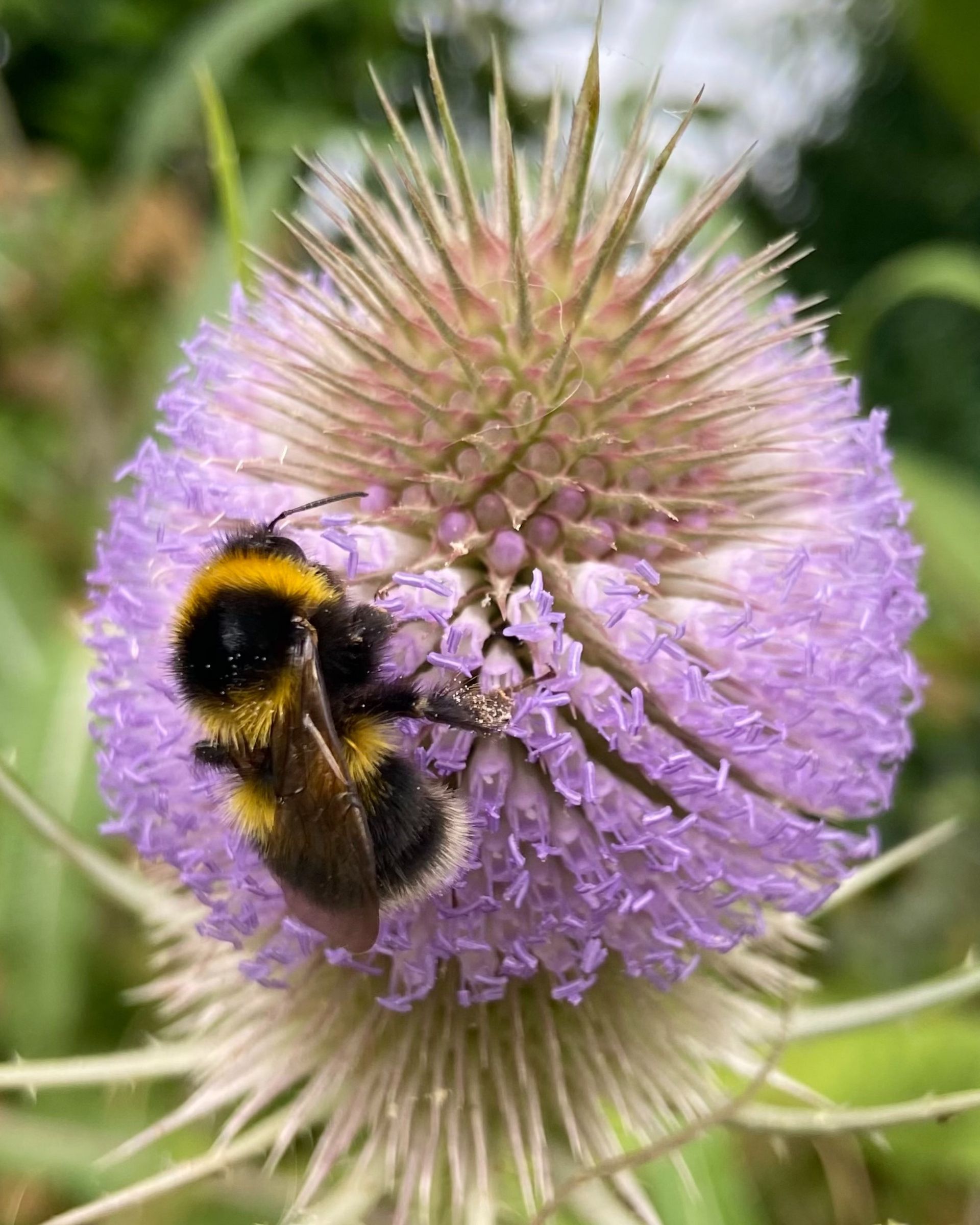 Gartenhummel