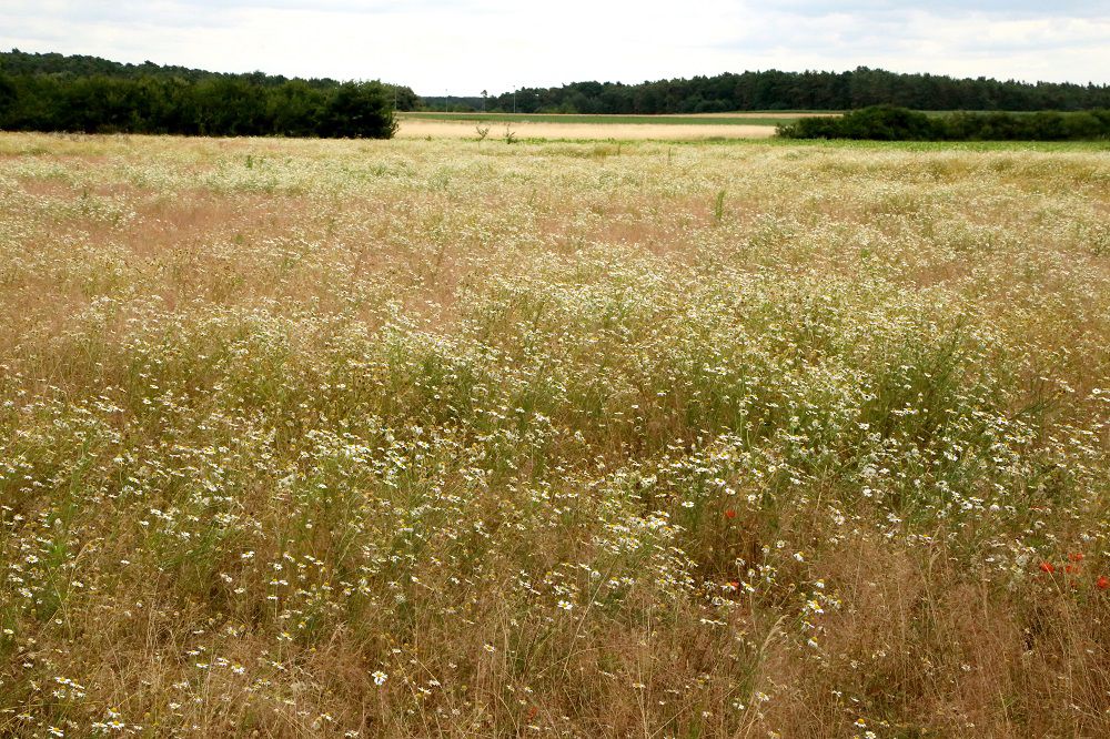 Schon jetzt ein Blütenmeer – die sandige Ackerbrache soll bald eine Blumenwiese für Insekten werden