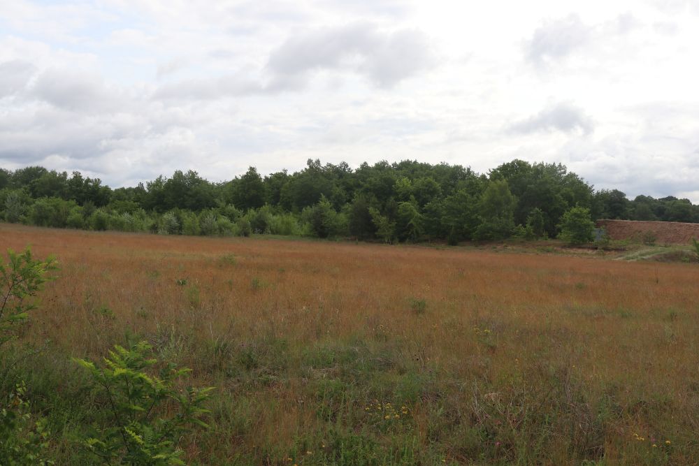 Wald im Zentrum