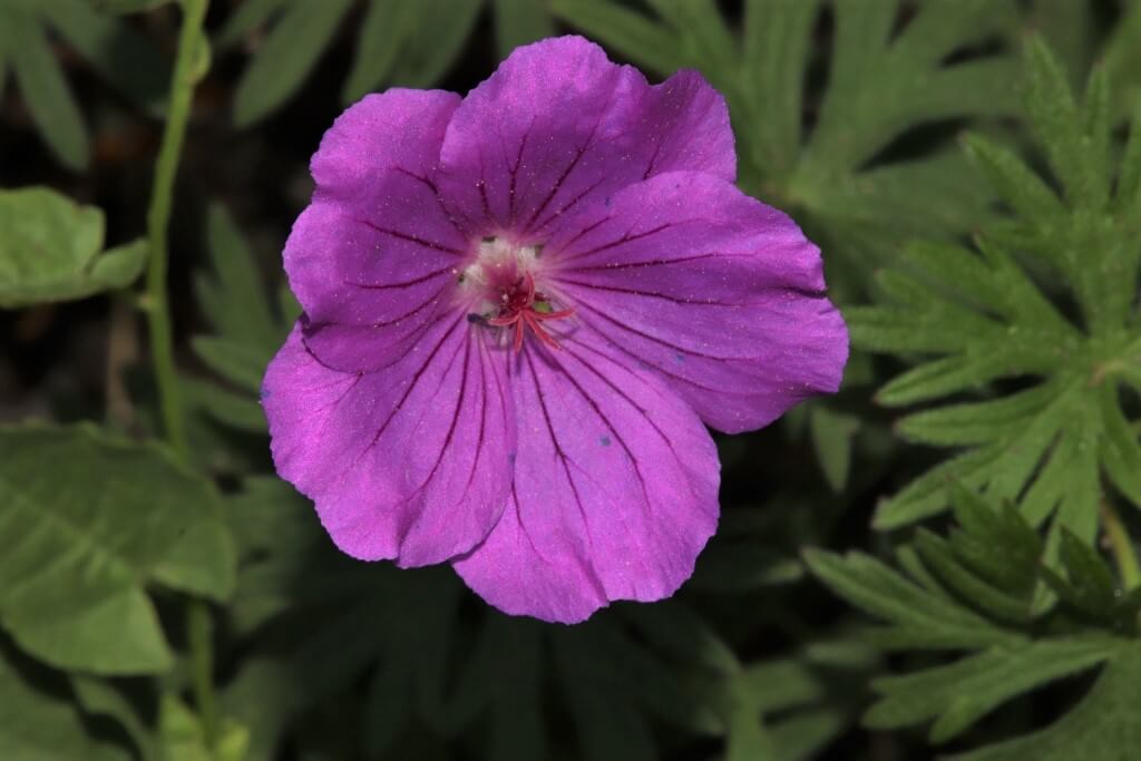 Blutroter Storchschnabel (Geranium sanguineum)