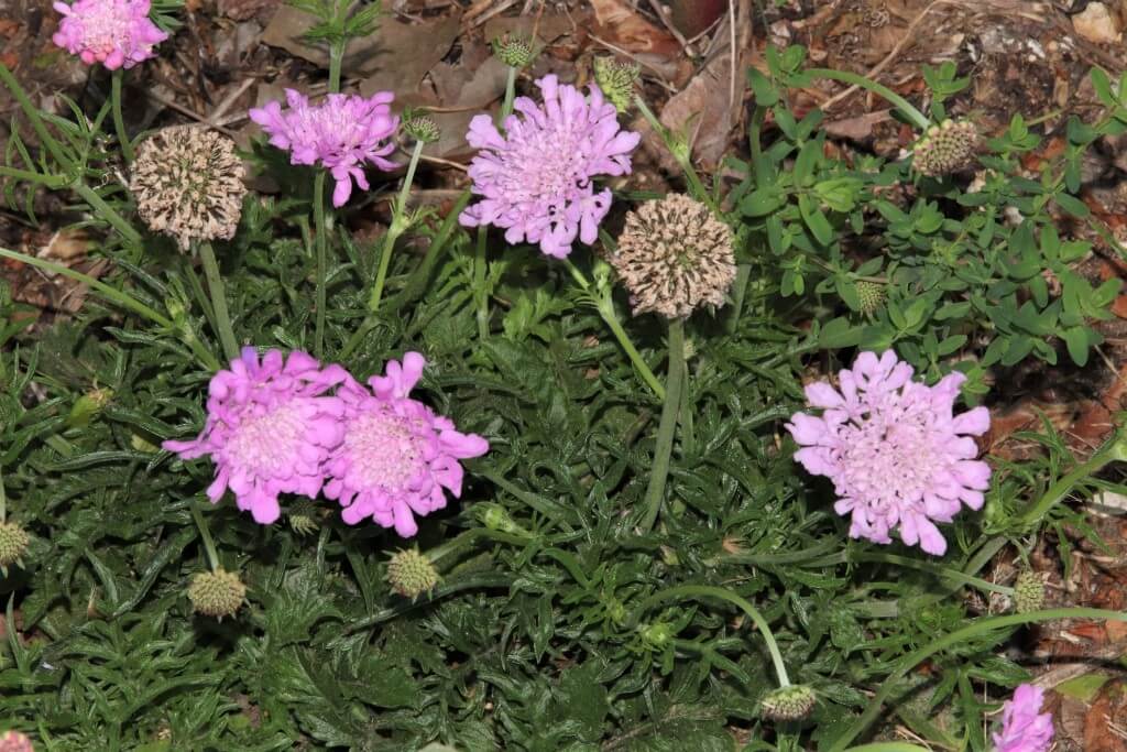 Taubenskabiose (Scabiosa columbaria)