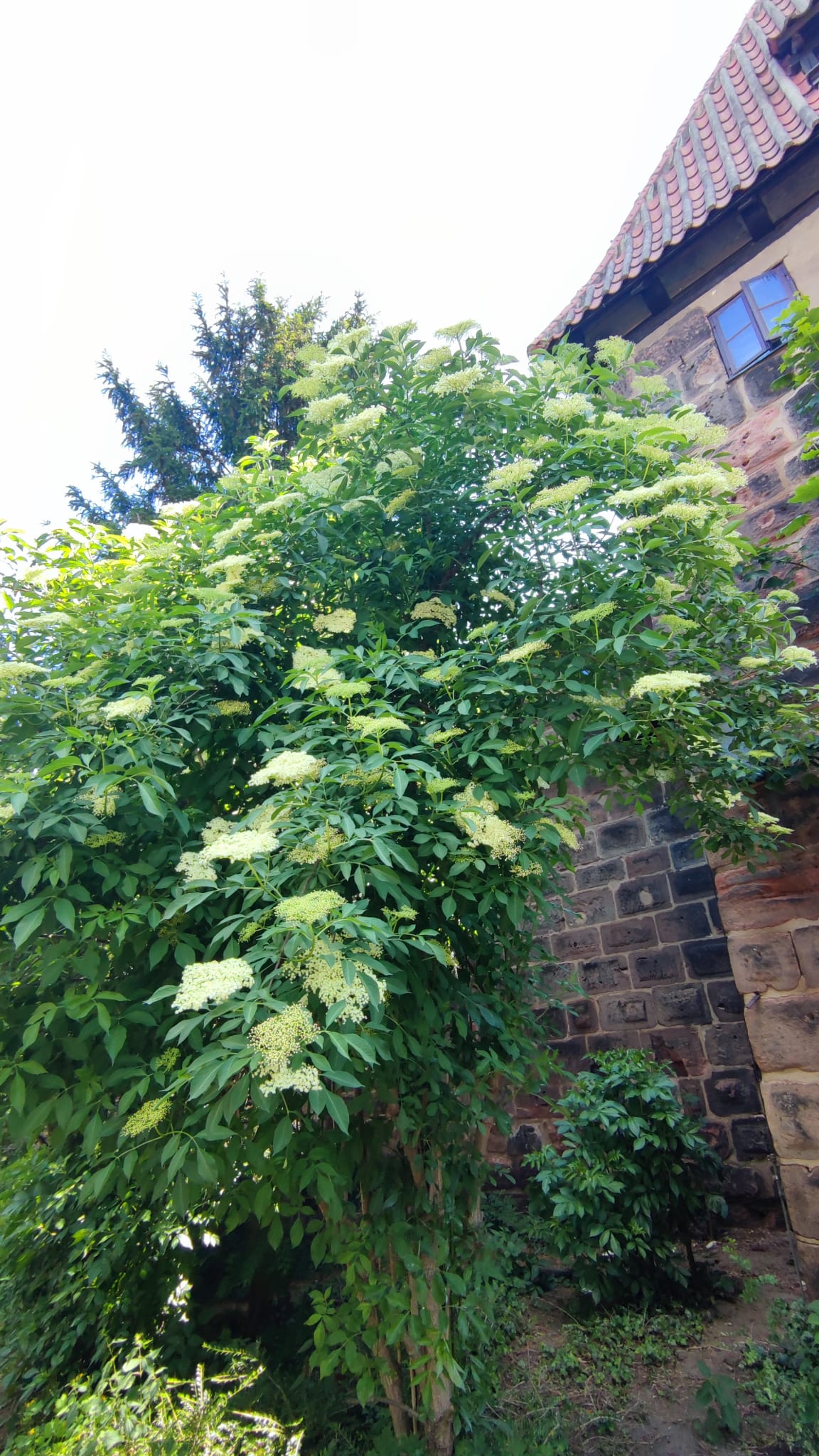 Holunderbusch in Blüte