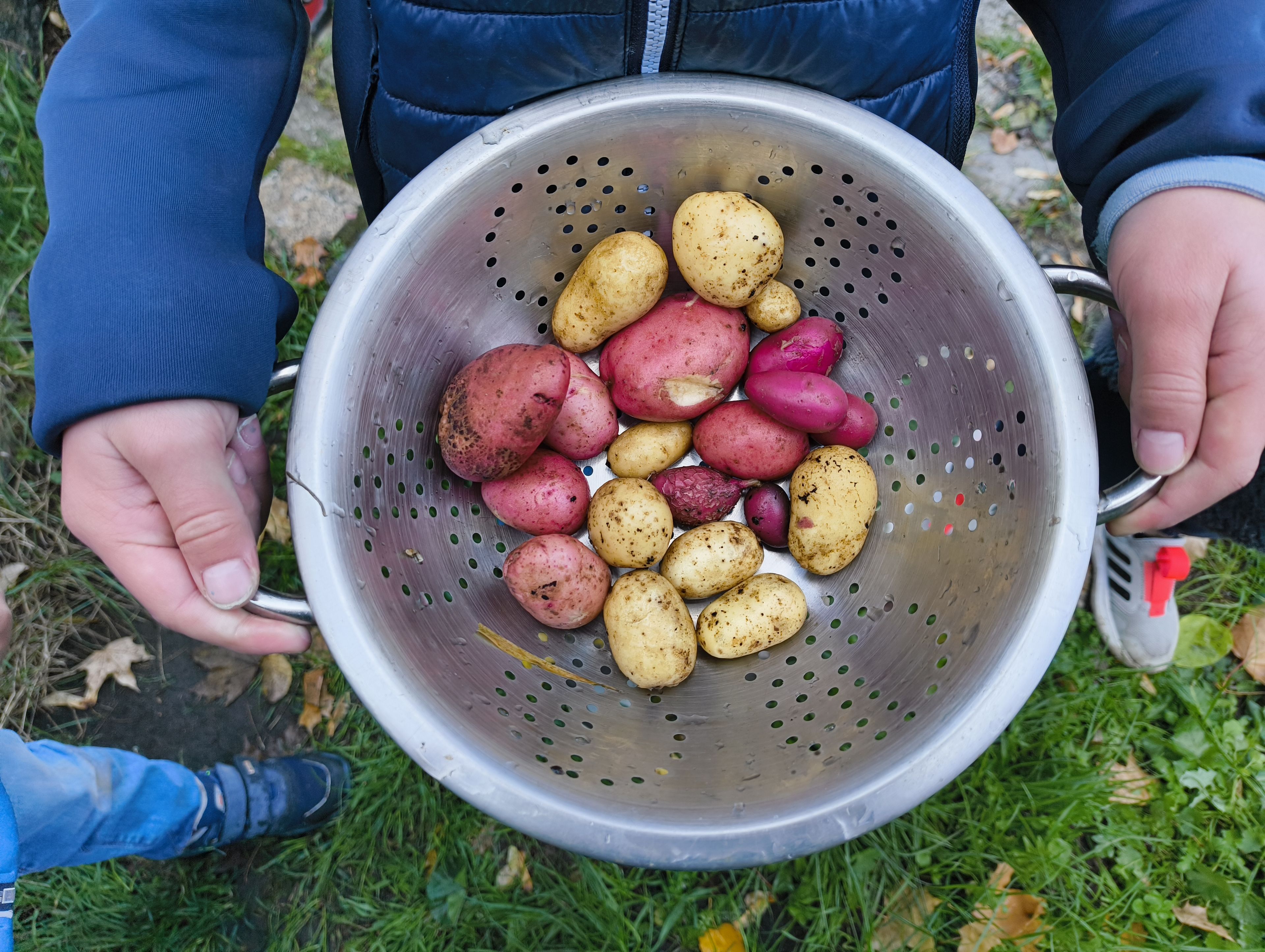 geerntete Kartoffeln (Foto: Barbara Philipp) geerntete Kartoffeln