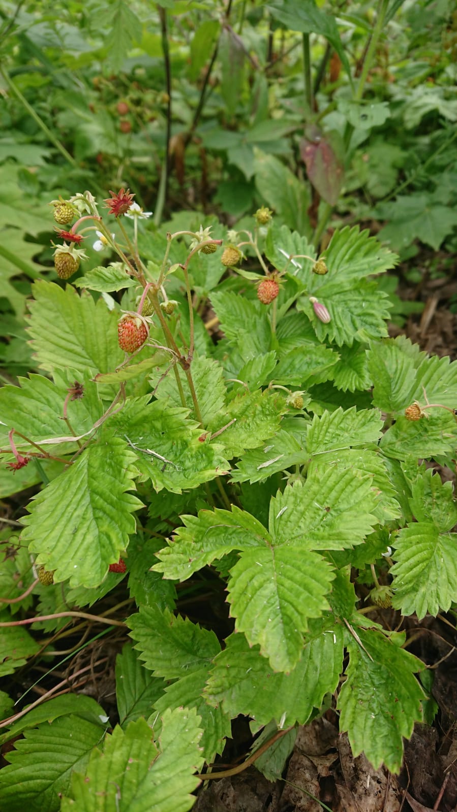 Erdbeeren