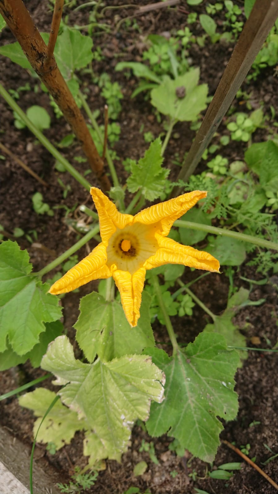 Zucchiniblüte