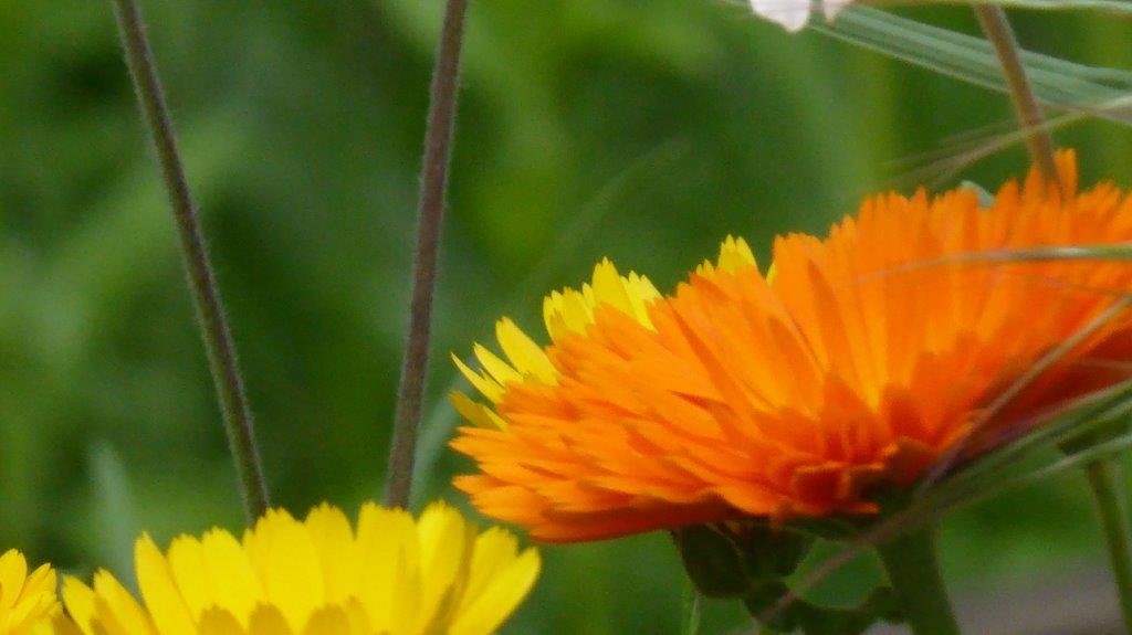 Ringelblume