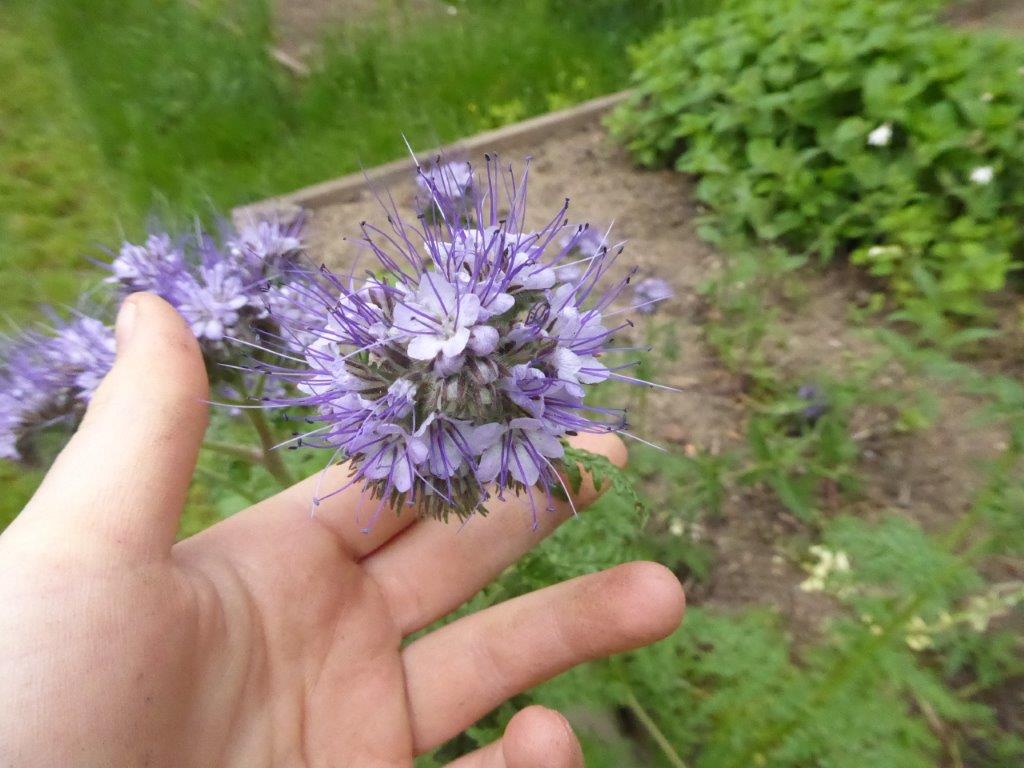 Phacelia