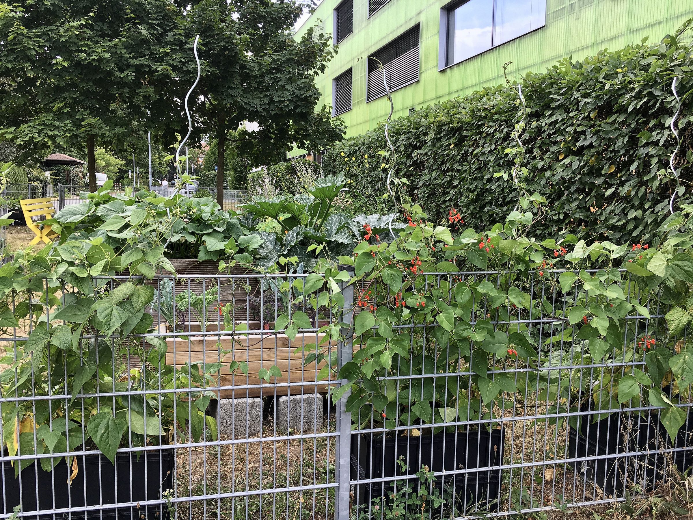 Beete im Südpunktgärtchen