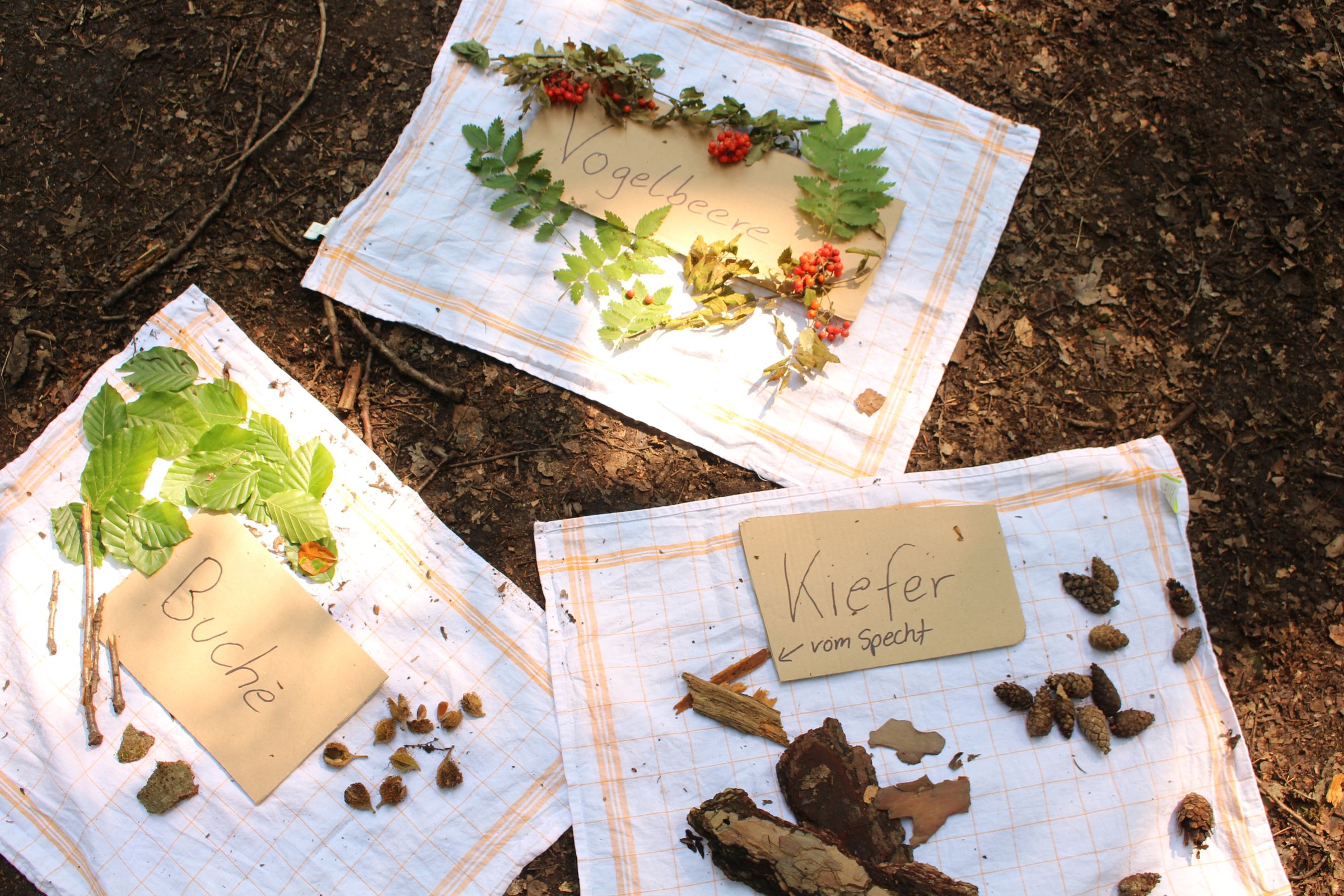 „Wir haben viel gefunden, aber uns fehlen leider immer noch die Nasenzwicker und die Nadeln der Kiefer.“