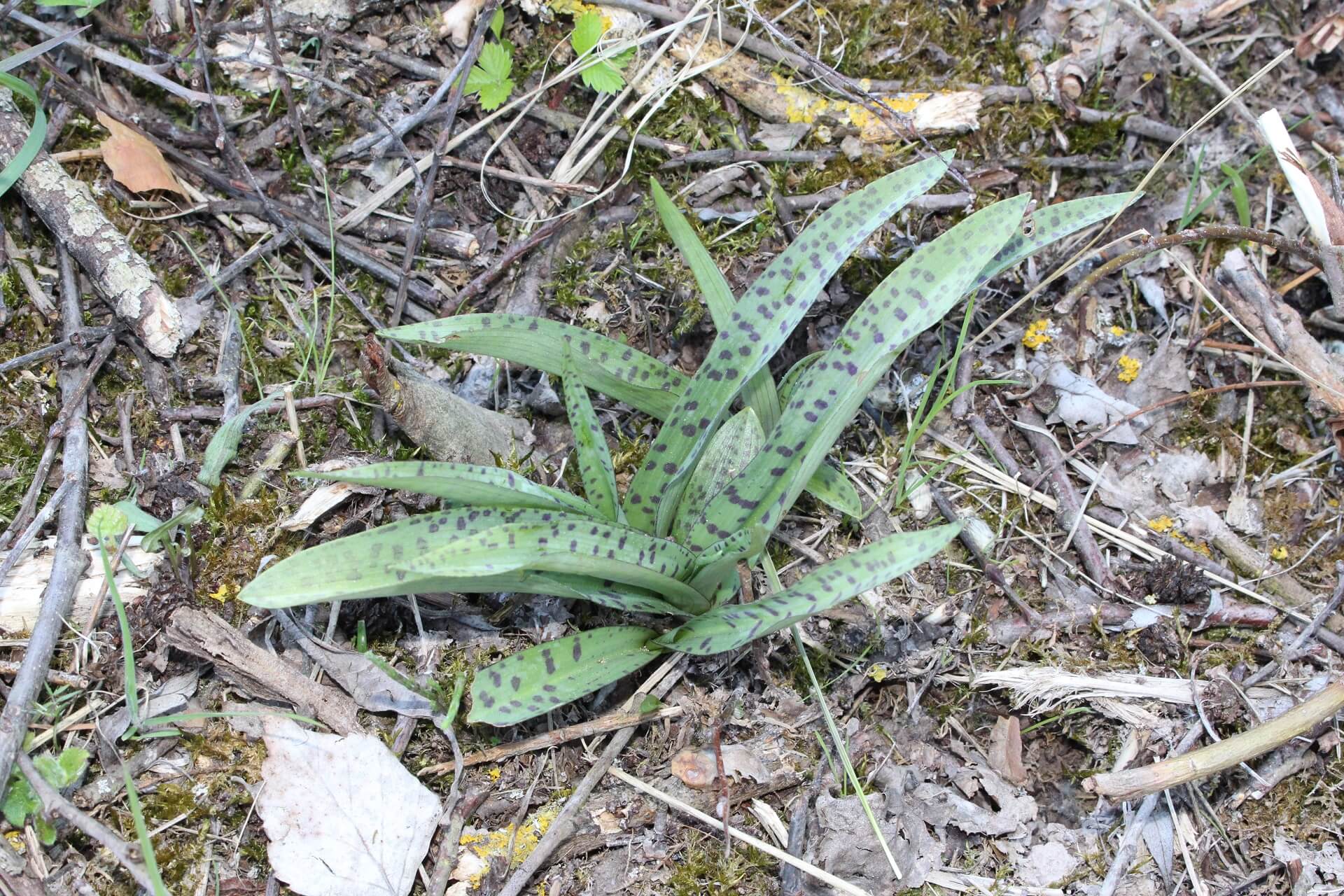 Geflecktes Knabenkraut (Dactylorhiza maculata)