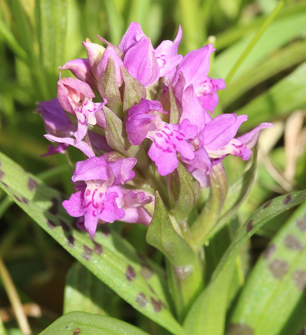 Breiblättriges Knabenkraut (Dactylorhiza majalis) 