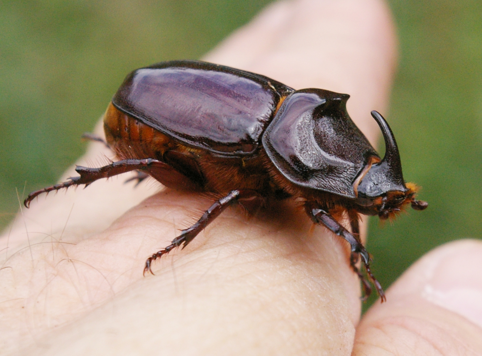 Männlicher Nashornkäfer (Oryctes nasicornis)