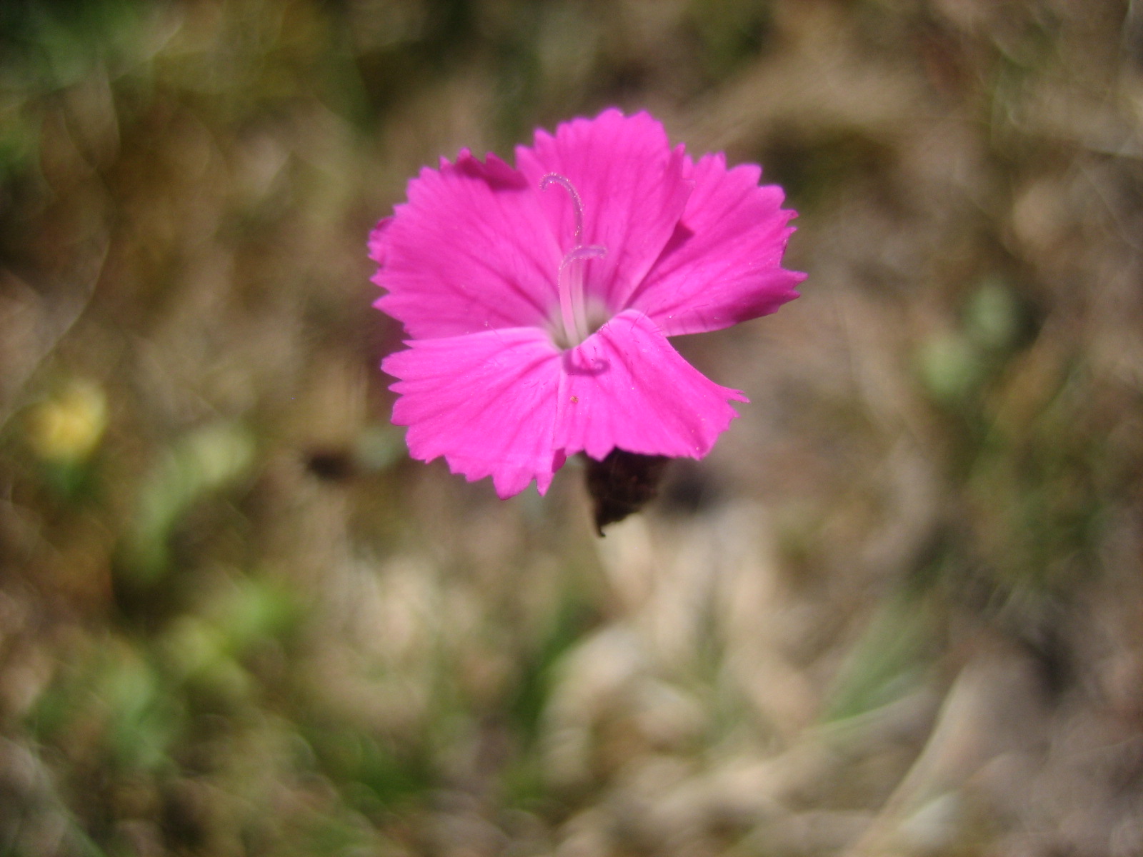 Kartäusernelke (Dianthus carthusianorum)