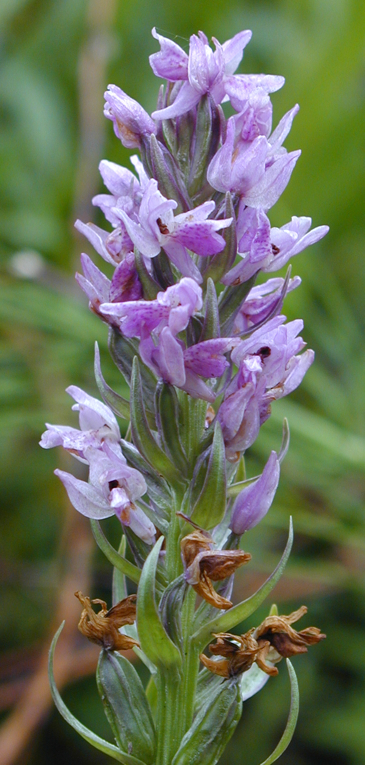 Geflecktes Knabenkraut (Dactylorhiza maculata)