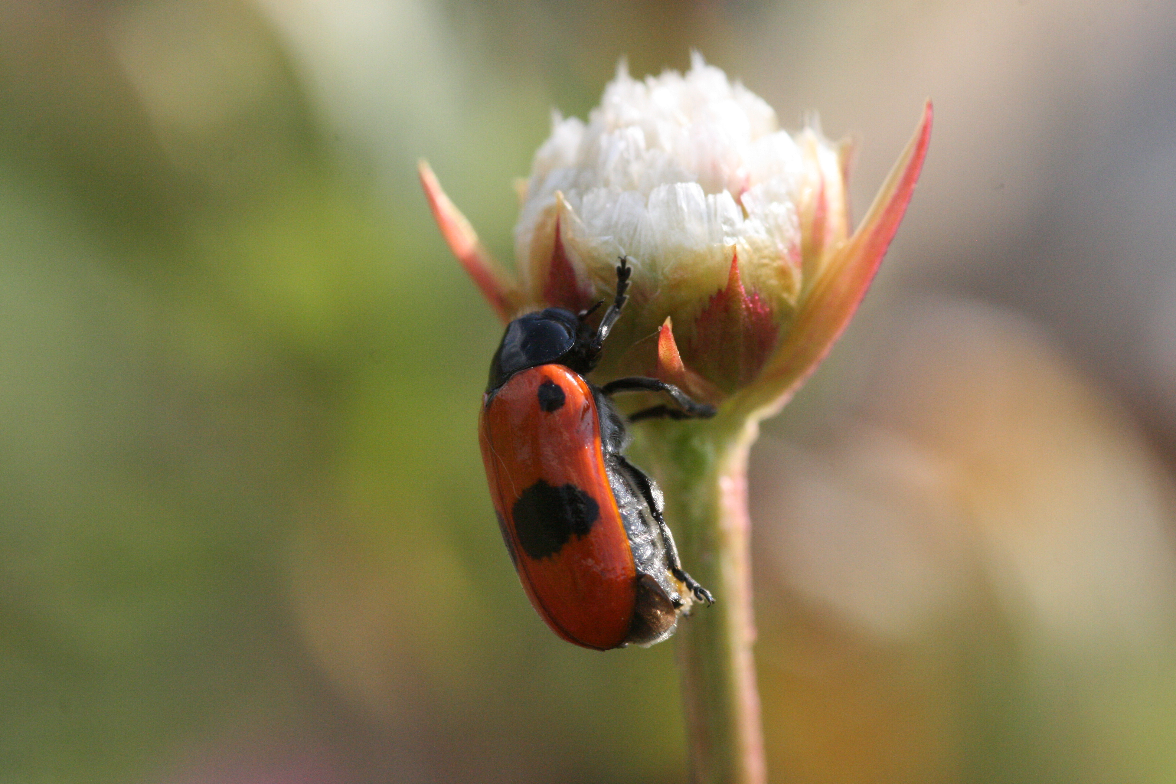 Ameisensackkäfer (Clytra laeviuscula)