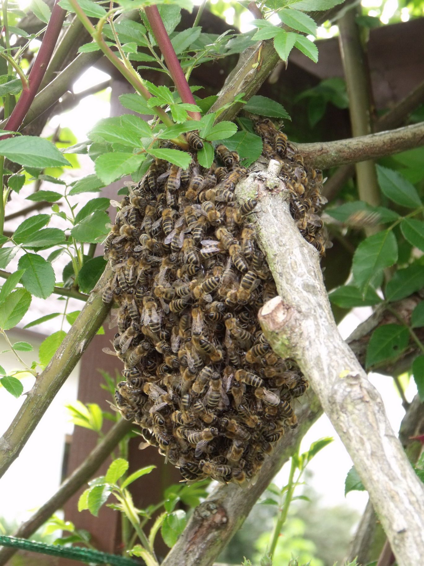 Schwärmendes Bienenvolk Schwärmendes Bienenvolk