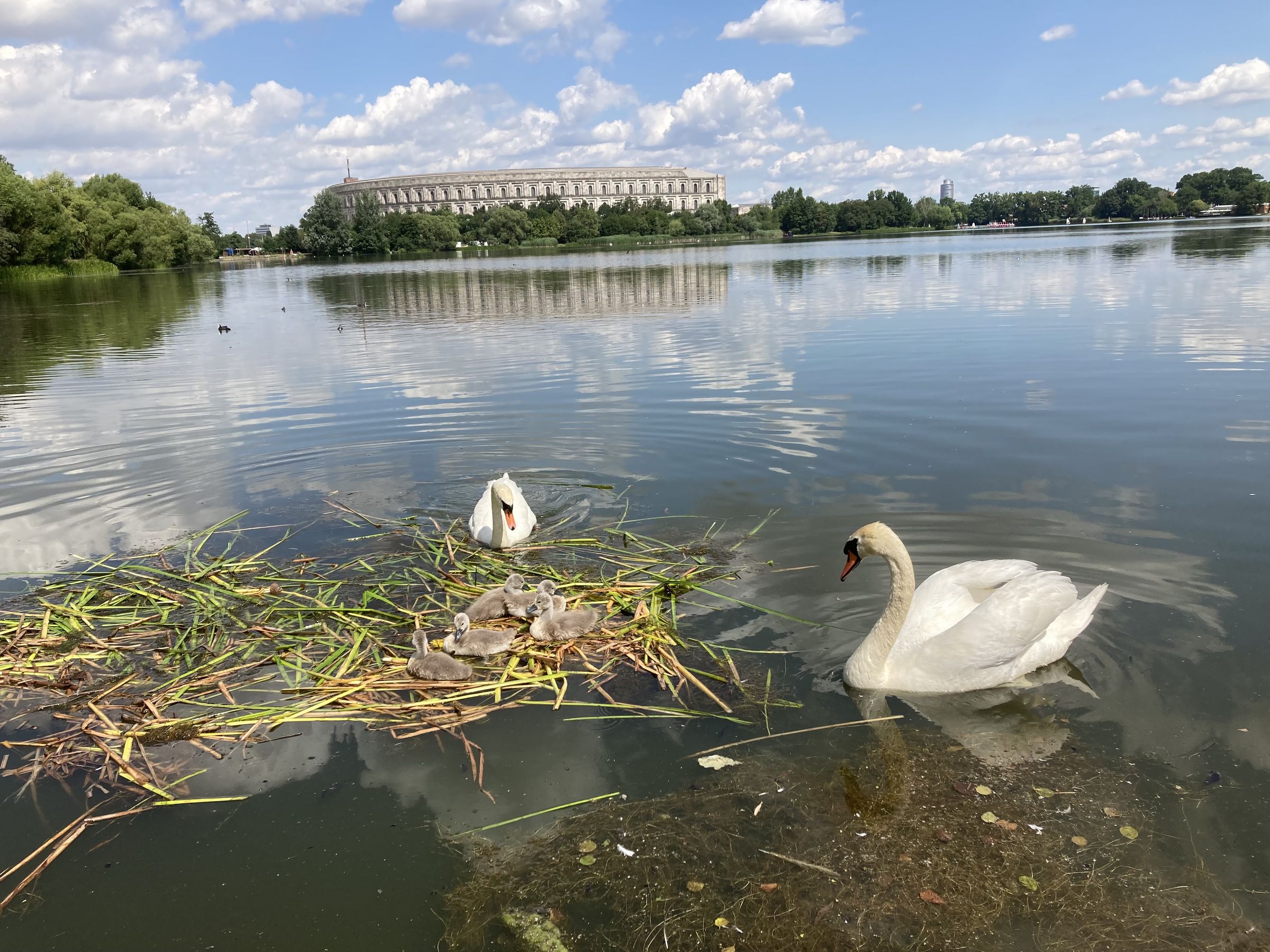 Schwäne auf dem Dutzendteich