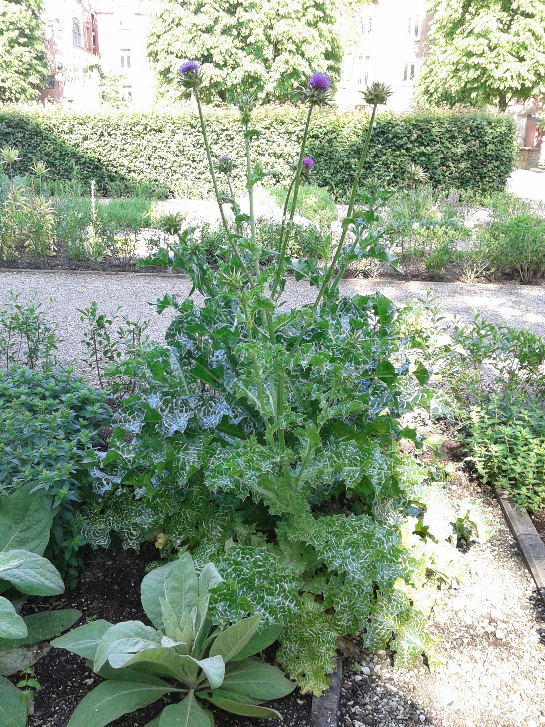 Mariendistel (Silybum marianum)