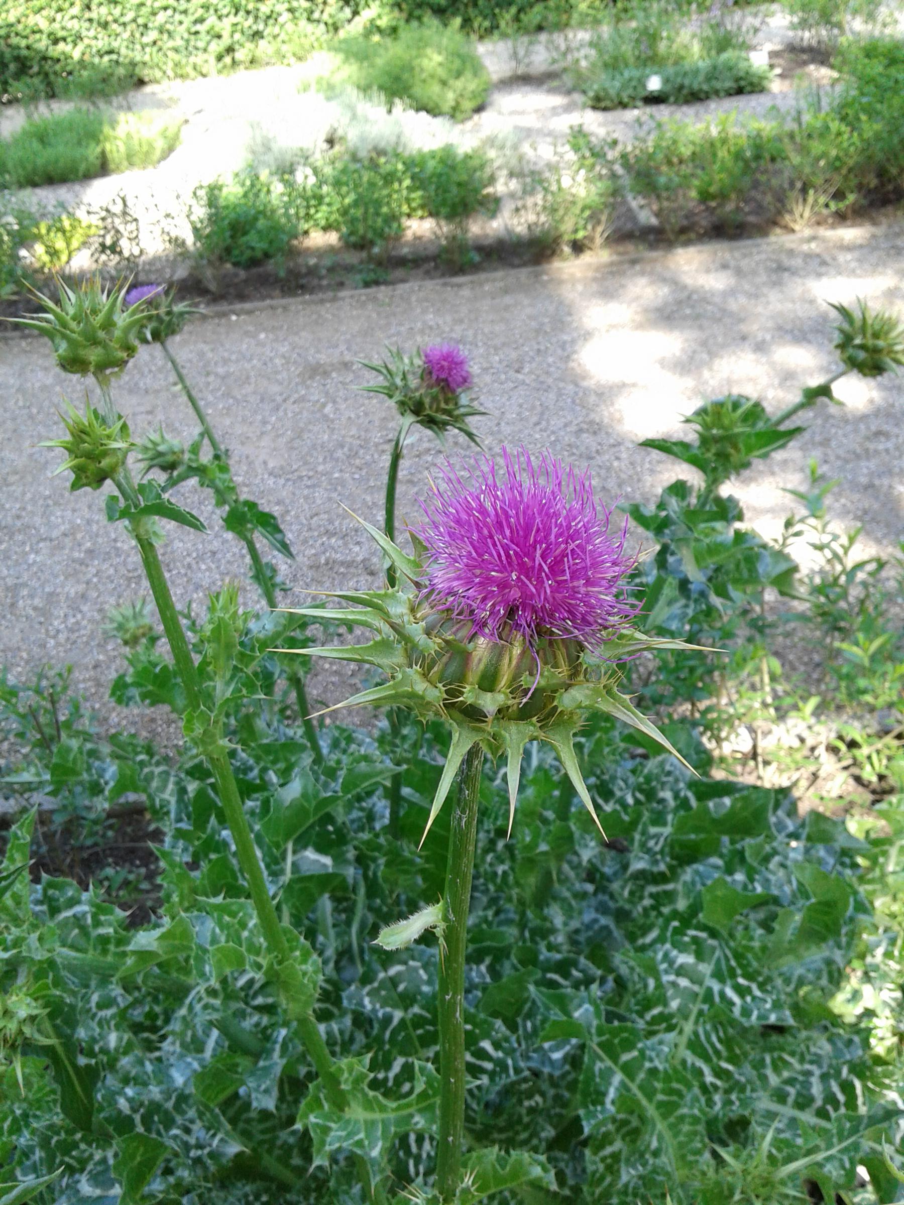 Mariendistel (Silybum marianum)