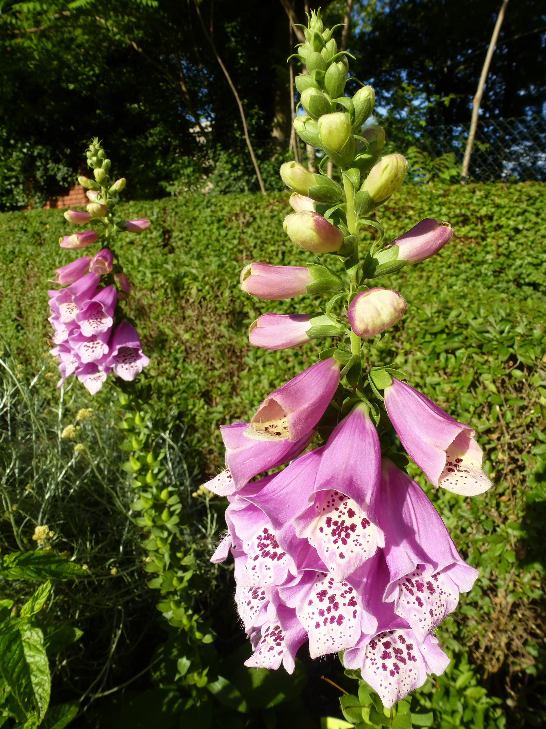 Fingerhut (Digitalis purpurea)