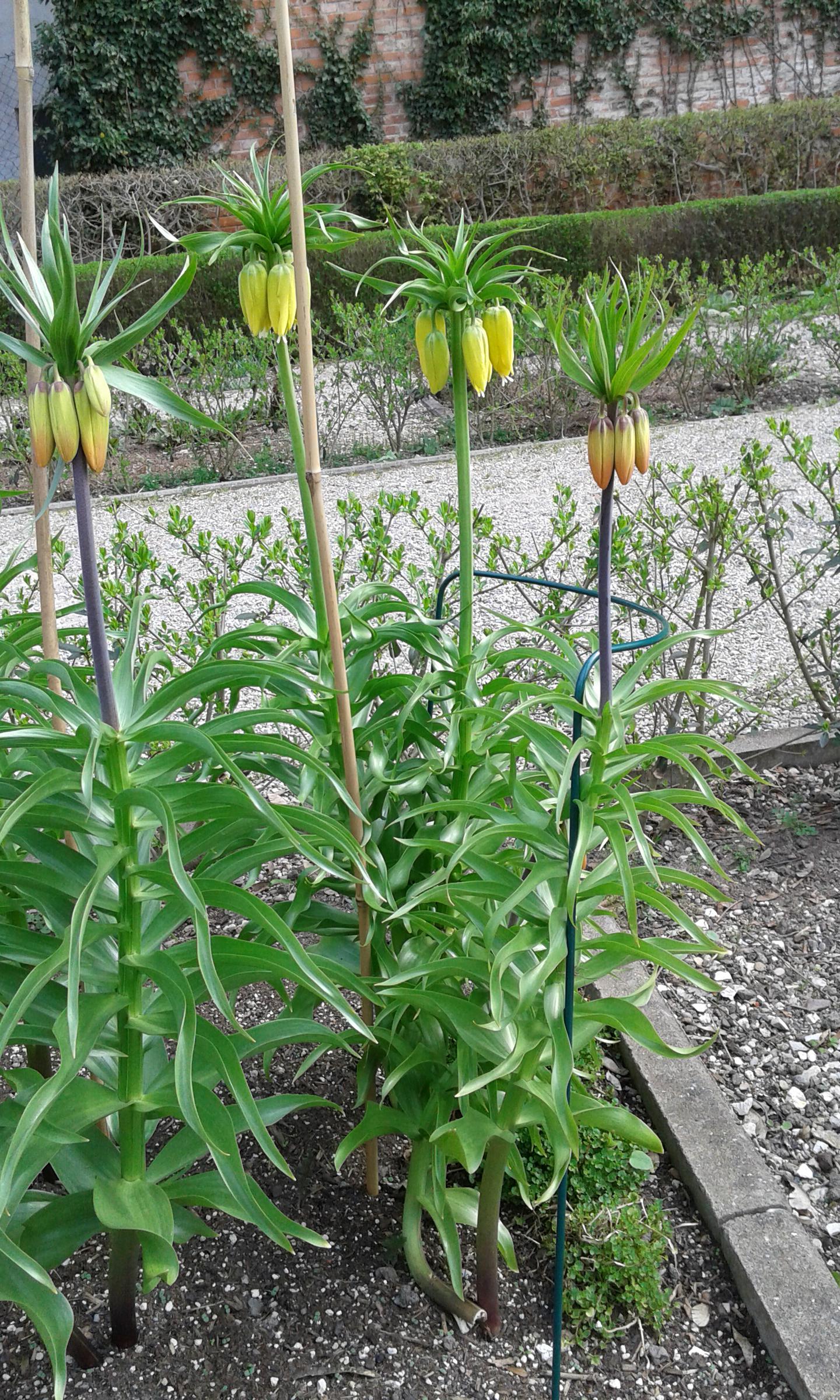 Kaiserkrone (Fritillaria imperialis)