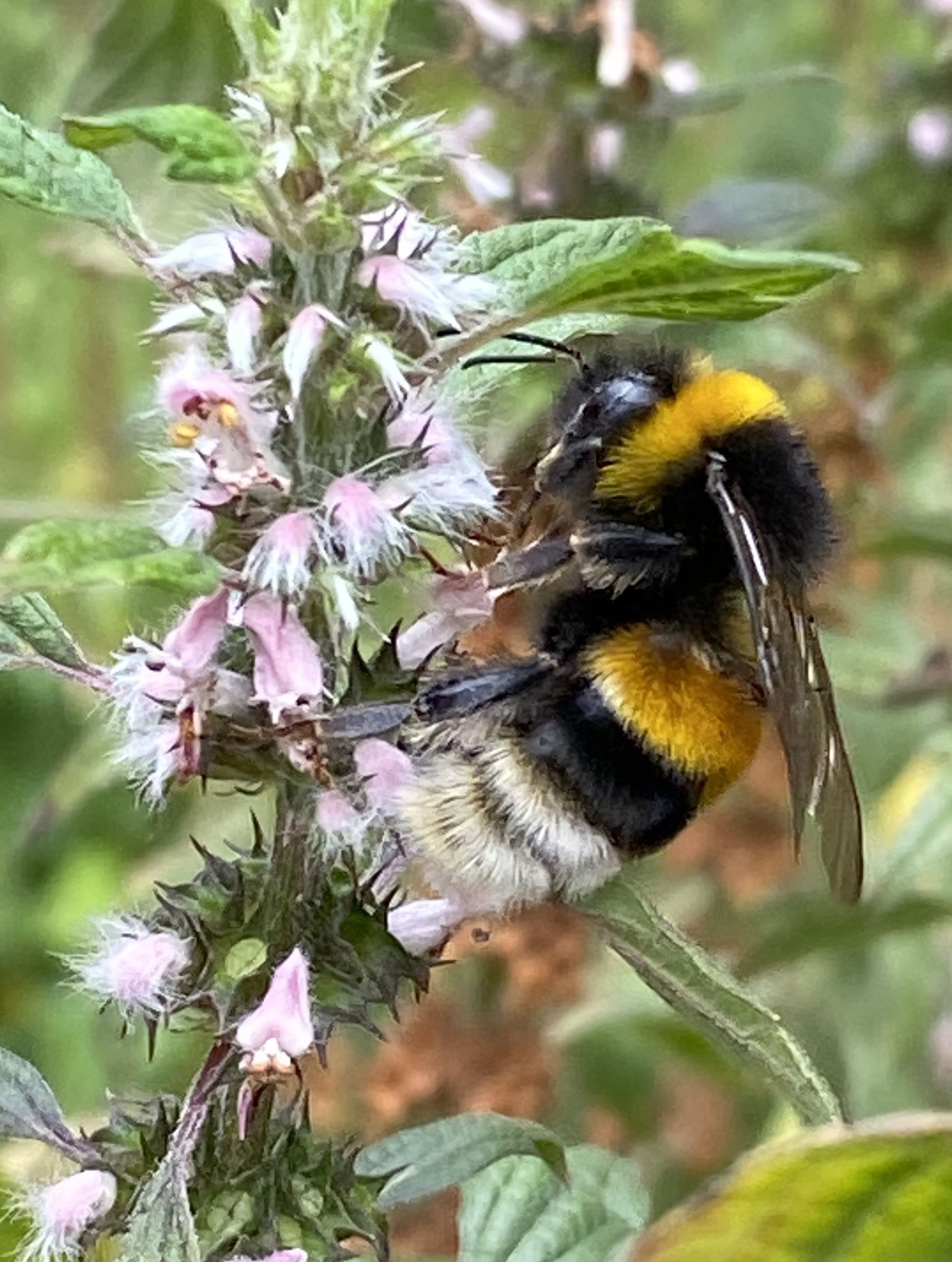 Erdhummel an Herzgespann im InsektenReich (Foto: Dirk Schiepers) Erdhummel an Herzgespann im InsektenReich (Foto: Dirk Schiepers)