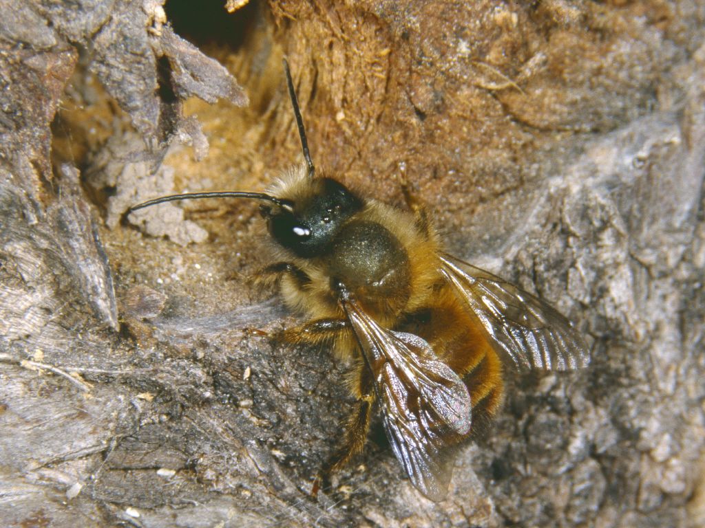 Rote Mauerbiene (Osmia rufa)