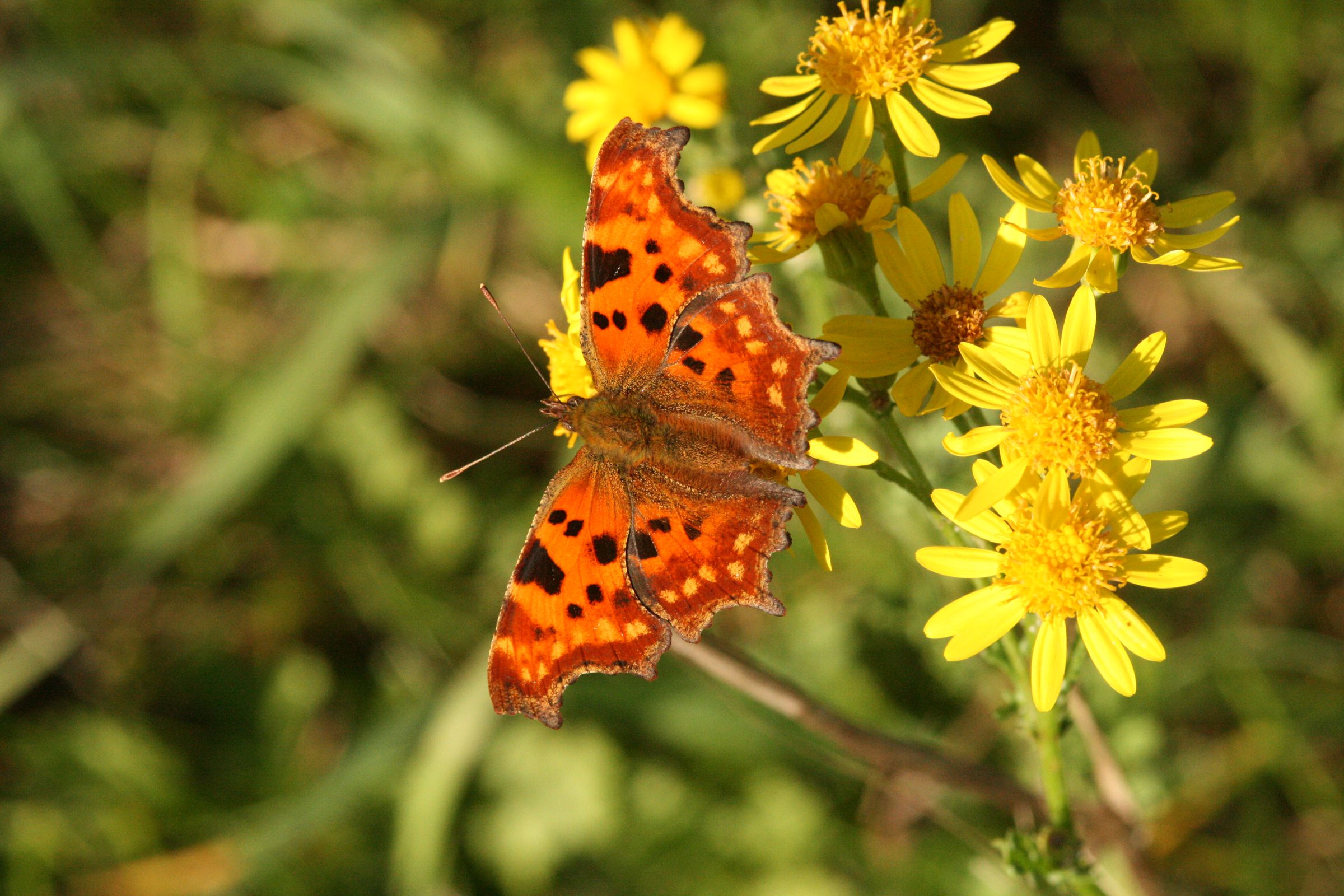 C-Falter (Polygonia c-album)