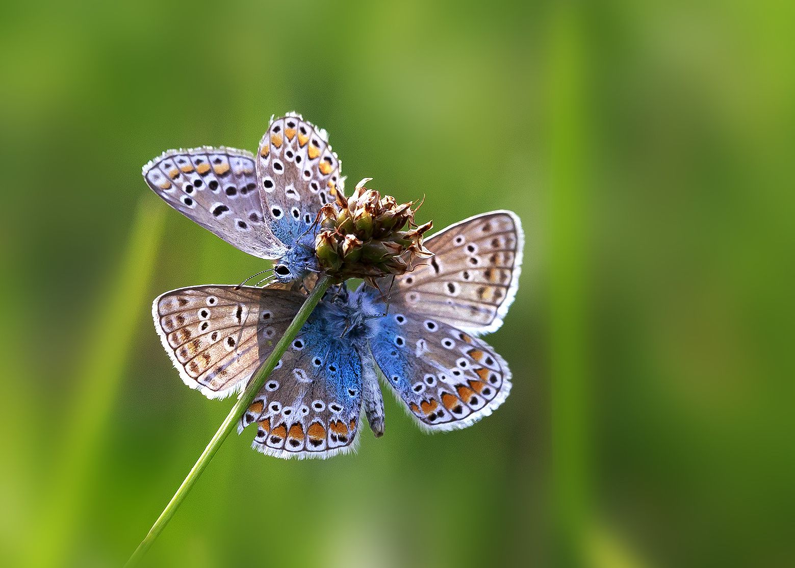 Hauhechel-Bläuling (Polyommatus icarus)