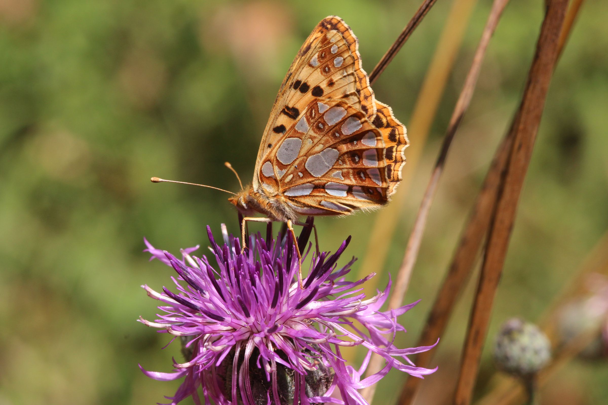 Kleiner Perlmuttfalter (Issoria lathonia)