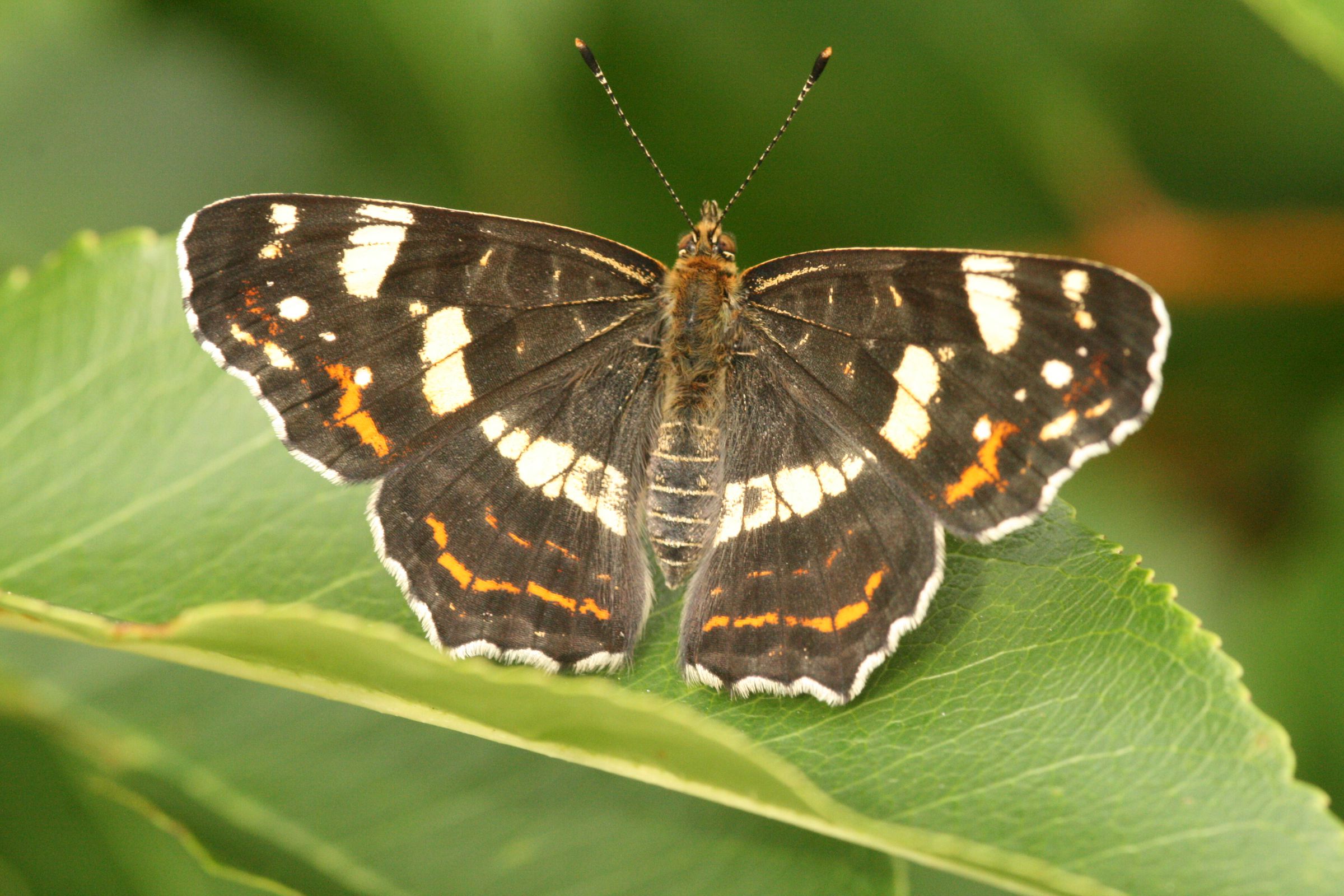 Landkärtchen (Araschnia levana)