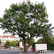 Stadtbaum Stadtbaum