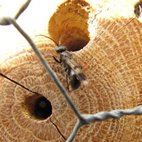Insektenhotel Insektenhotel