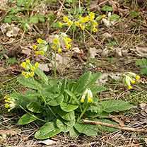Schlüsselblume Schlüsselblume
