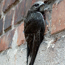 Mauersegler Mauersegler