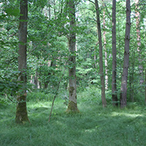 Lebensraum Wald Lebensraum Wald