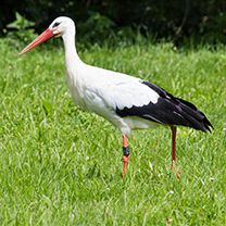 Weißstorch Weißstorch