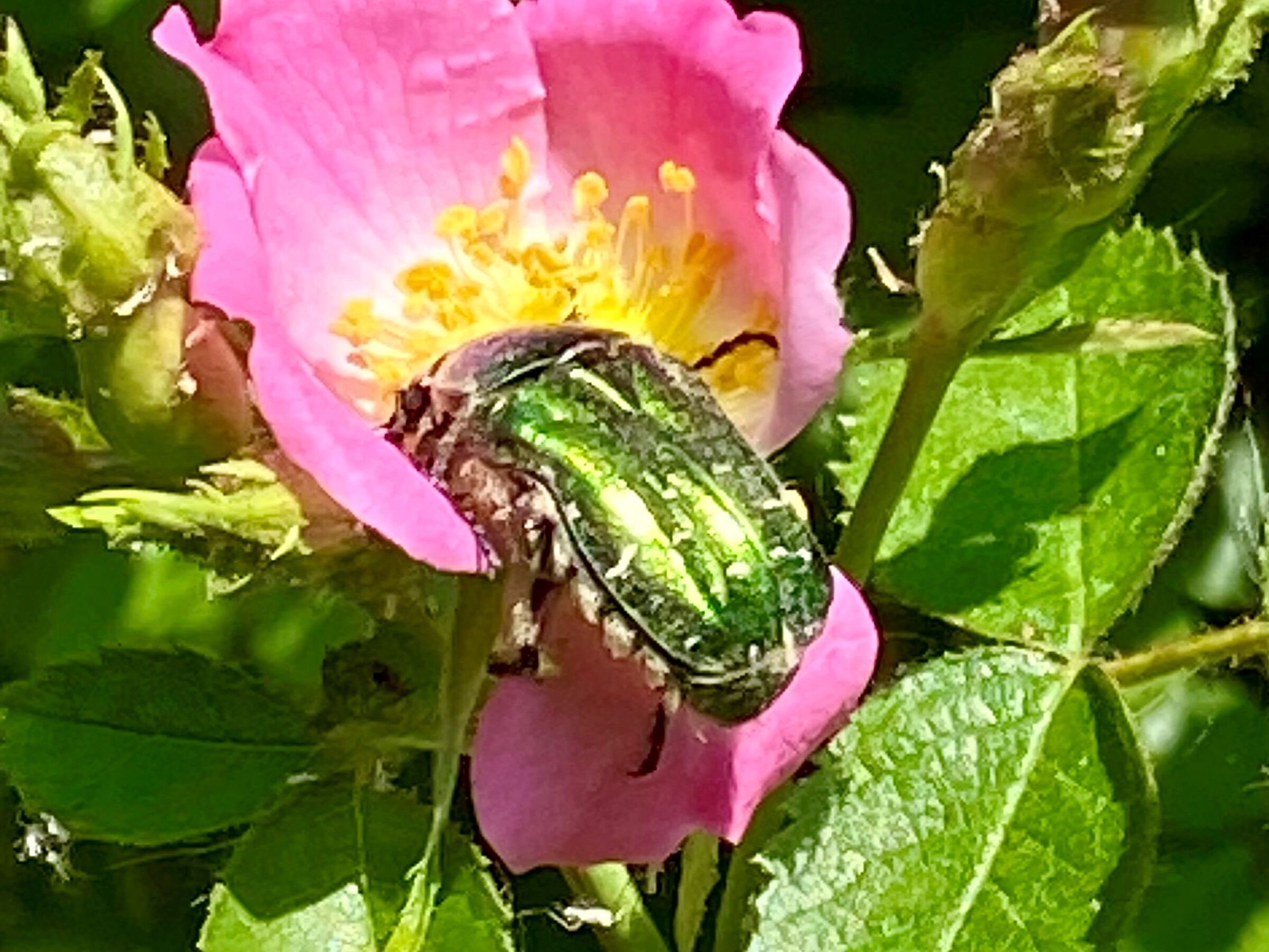 Käfer auf Rosenblüte