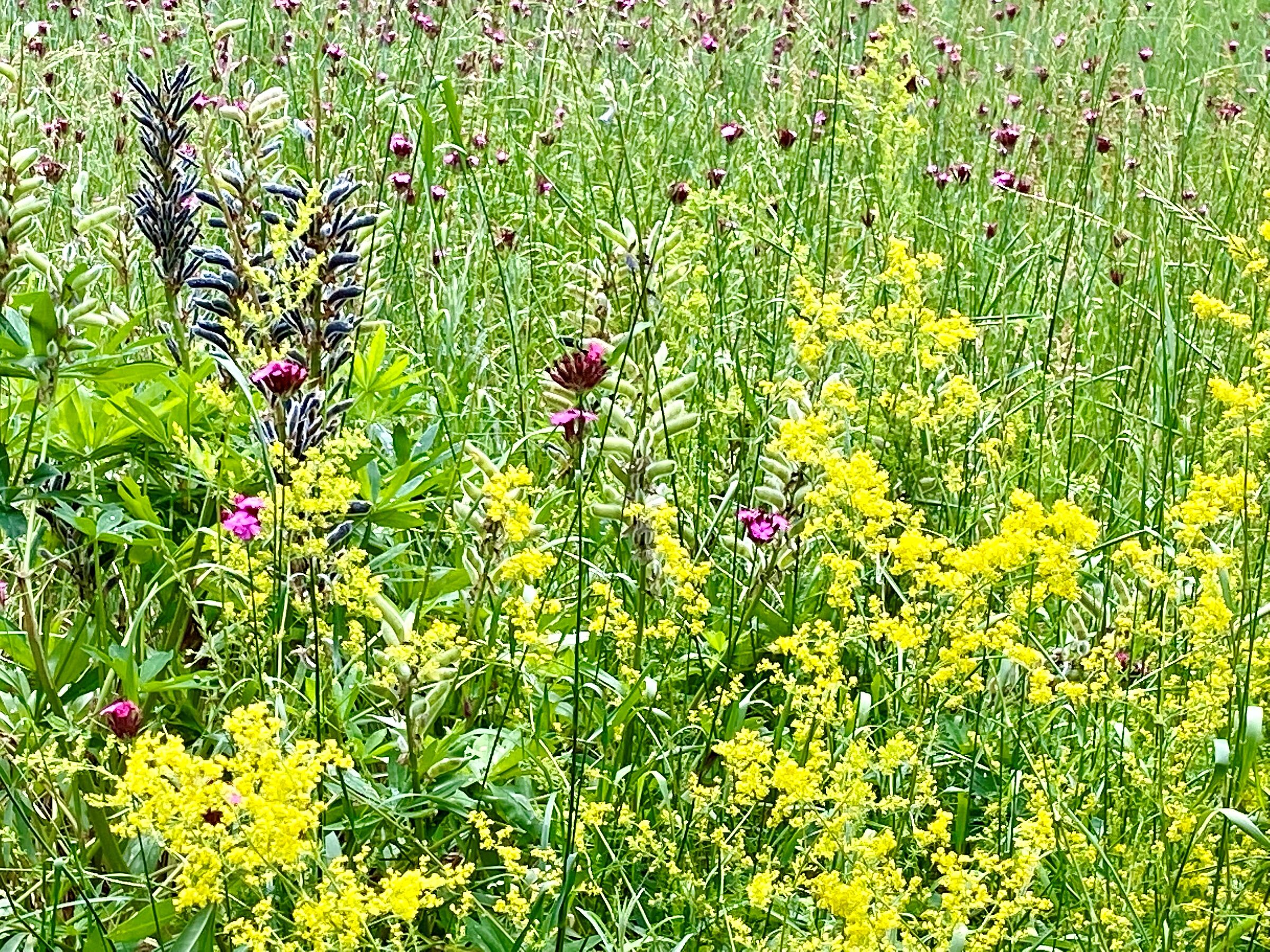 Blumenwiese