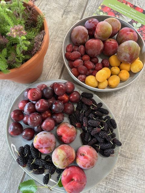 Obstteller