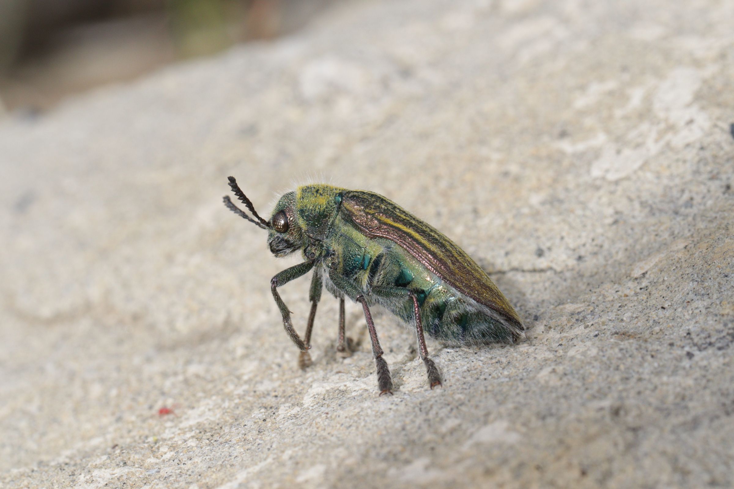 Prachtkäfer (Foto: Ingrid Treutter) Prachtkäfer